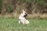 BOULEDOGUE FRANCAIS 587